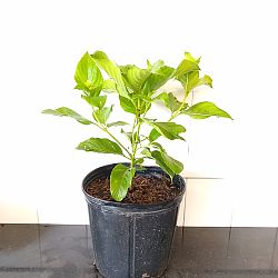 Dona Aurorae Mussaenda - White Dona Aurorae Mussaenda - White