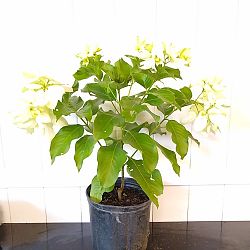 Dona Aurorae Mussaenda - White Dona Aurorae Mussaenda - White