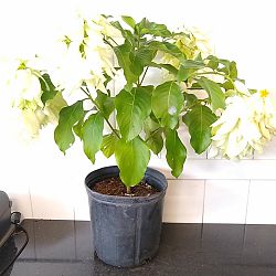 Dona Aurorae Mussaenda - White Dona Aurorae Mussaenda - White