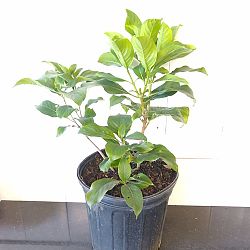 Dona Aurorae Mussaenda - White Dona Aurorae Mussaenda - White