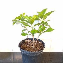 Dona Aurorae Mussaenda - White Dona Aurorae Mussaenda - White