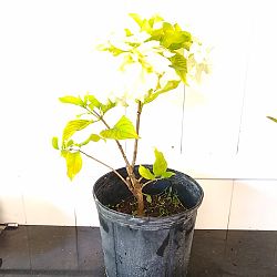 Dona Aurorae Mussaenda - White Dona Aurorae Mussaenda - White