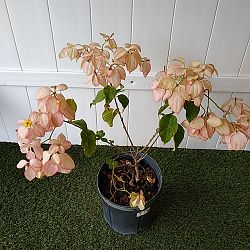 Queen Sirikit Mussaenda - Peach Queen Sirikit Mussaenda - Peach