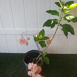 Queen Sirikit Mussaenda - Peach Queen Sirikit Mussaenda - Peach