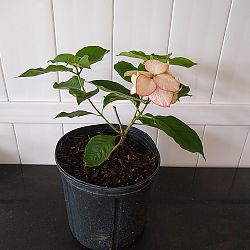 Queen Sirikit Mussaenda - Peach Queen Sirikit Mussaenda - Peach