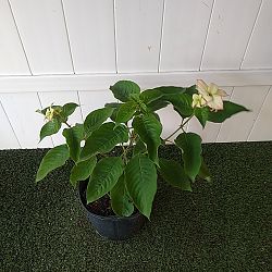 Queen Sirikit Mussaenda - Peach Queen Sirikit Mussaenda - Peach