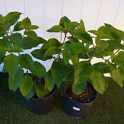 Queen Sirikit Mussaenda - Peach Queen Sirikit Mussaenda - Peach