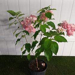 Queen Sirikit Mussaenda - Peach Queen Sirikit Mussaenda - Peach