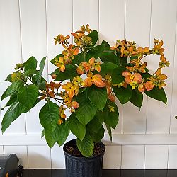 Orange Marmalade Mussaenda Orange Marmalade Mussaenda