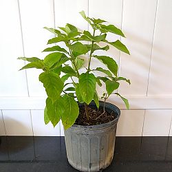 Orange Marmalade Mussaenda Orange Marmalade Mussaenda