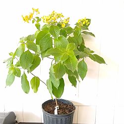 Orange Marmalade Mussaenda Orange Marmalade Mussaenda