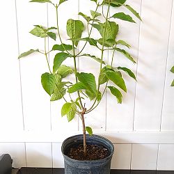 Orange Marmalade Mussaenda Orange Marmalade Mussaenda