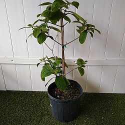 Orange Marmalade Mussaenda Orange Marmalade Mussaenda