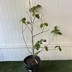 Orange Marmalade Mussaenda Orange Marmalade Mussaenda