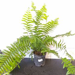 Macho Fern Macho Fern