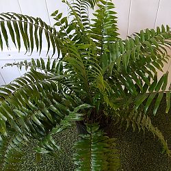 Macho Fern Macho Fern