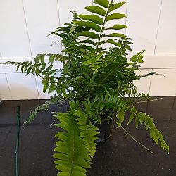 Macho Fern Macho Fern