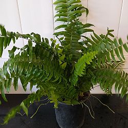 Macho Fern Macho Fern