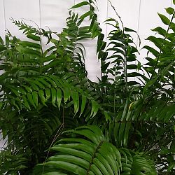 Macho Fern Macho Fern