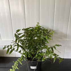 Macho Fern Macho Fern