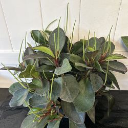 Peperomia 'Red Edge' Peperomia 'Red Edge'