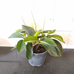 Peperomia 'Red Edge' Peperomia 'Red Edge'