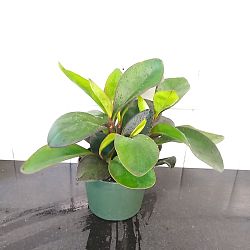 Peperomia 'Red Edge' Peperomia 'Red Edge'