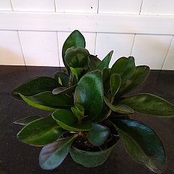 Peperomia 'Red Edge' Peperomia 'Red Edge'