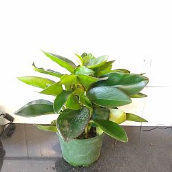 Peperomia 'Red Edge' Peperomia 'Red Edge'