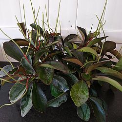 Peperomia 'Red Edge' Peperomia 'Red Edge'