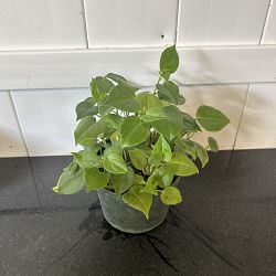 Peperomia scandens Peperomia scandens