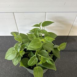 Peperomia scandens Peperomia scandens