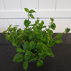 Peperomia scandens Peperomia scandens