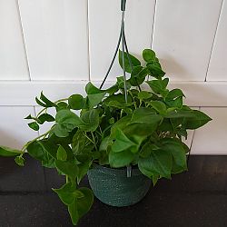 Peperomia scandens Peperomia scandens