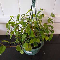 Peperomia scandens Peperomia scandens