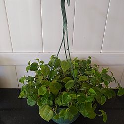 Peperomia scandens Peperomia scandens