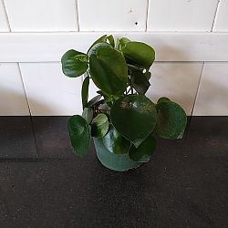 Peperomia 'Raindrop' Peperomia 'Raindrop'
