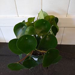 Peperomia 'Raindrop' Peperomia 'Raindrop'