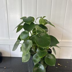 Peperomia 'Raindrop' Peperomia 'Raindrop'