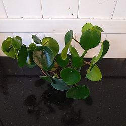 Peperomia 'Raindrop' Peperomia 'Raindrop'