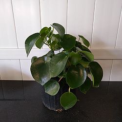 Peperomia 'Raindrop' Peperomia 'Raindrop'