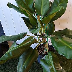 Philodendron Renauxii Philodendron Renauxii