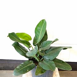Philodendron Renauxii Philodendron Renauxii