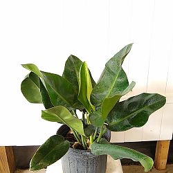 Philodendron Renauxii Philodendron Renauxii