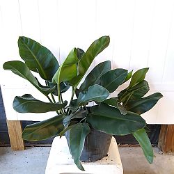 Philodendron Renauxii Philodendron Renauxii