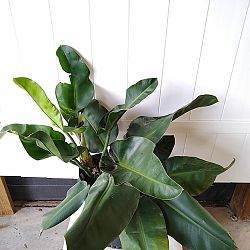 Philodendron Renauxii Philodendron Renauxii