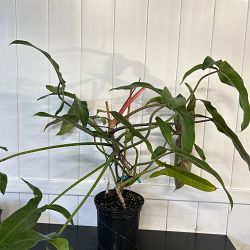 Mexican Philodendron Mexican Philodendron