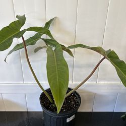 Mexican Philodendron Mexican Philodendron