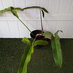 Mexican Philodendron Mexican Philodendron