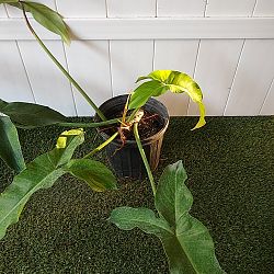 Mexican Philodendron Mexican Philodendron